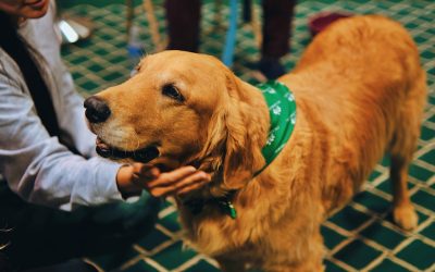 The Impact of PTSD in First Responders