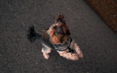 Utilizing PTSD Apps for Mental Health Support