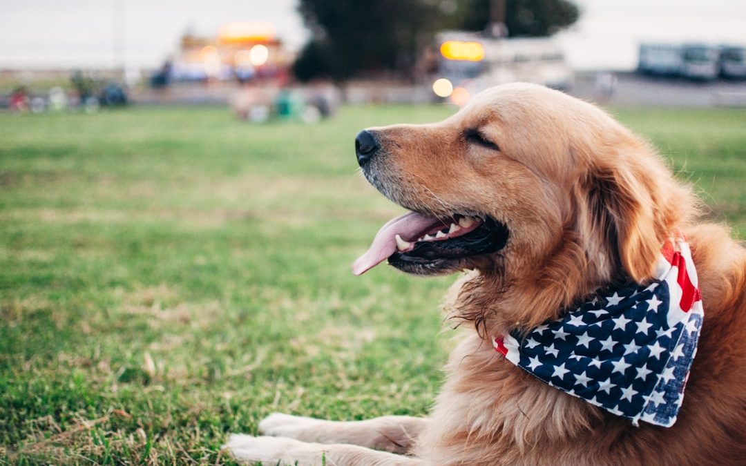 Overcoming PTSD: Inspiring Success Stories