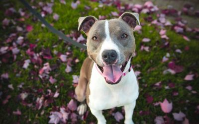 Understanding PTSD: Symptoms, Causes, and Treatment