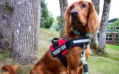 Overcoming Trauma: The Road to PTSD Recovery