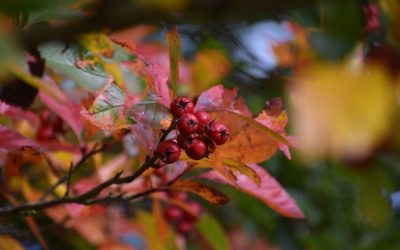 Healing Trauma: EMDR Therapy for PTSD